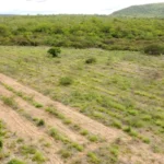 Parceria com Prefeitura de Petrolina – Projeto Caatinga Viva