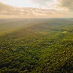 Brasil acelera no mercado de carbono: nova lei impulsiona investimentos e atrai atenção global